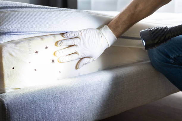 Best Affordable Pest Control Services  in Shoreline, WA