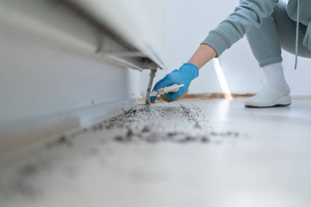 Trusted Shoreline, WA Pest Control Experts